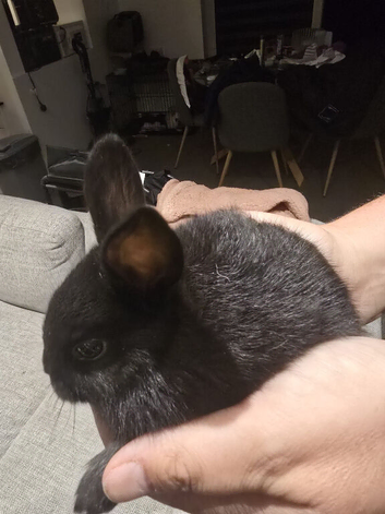 10 beautiful mixed breed rabbits
