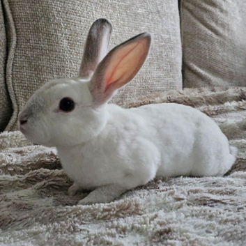 Californian x Mini Rex