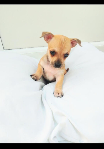 Chihuahua