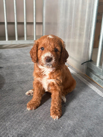 Cockapoo puppies for sale