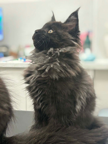 Tica registered black smoked male Maine coons