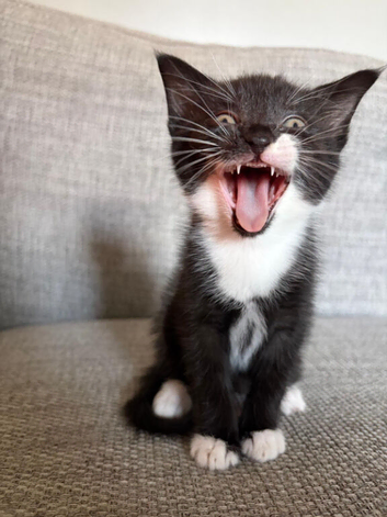 Kittens looking for forever homes