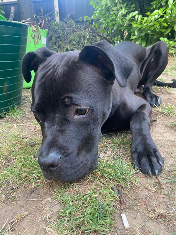 Cane corso really wants a new home