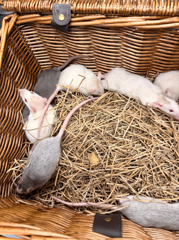 Beautiful Dumbo x Rex rats