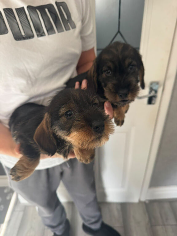 Beautiful Teckel Dachshund puppies for sale