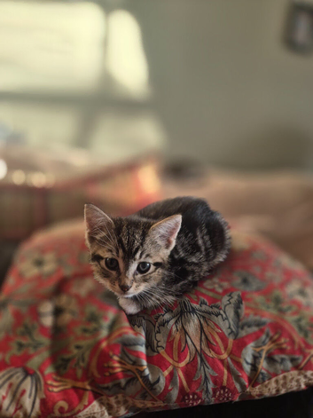 Tabby Kittens Ready now