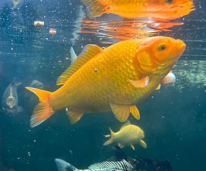 2 Large Goldfish