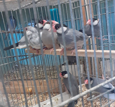 Java Finches Ready now