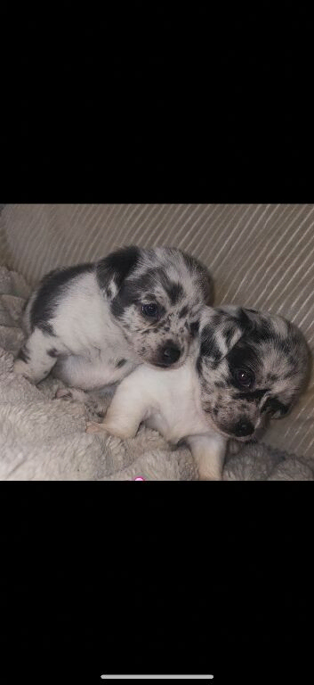 1 leftMerle female chihuahuas