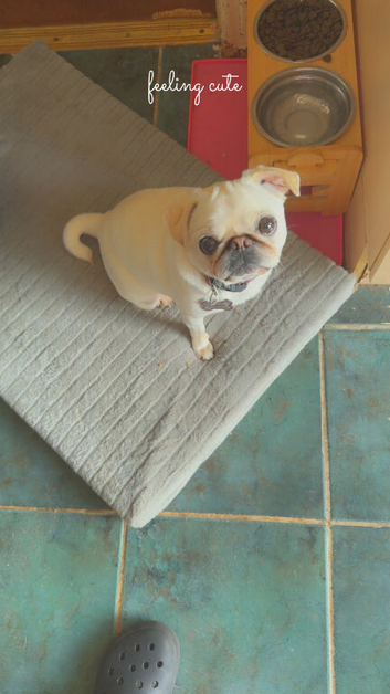 Beautiful cream pug