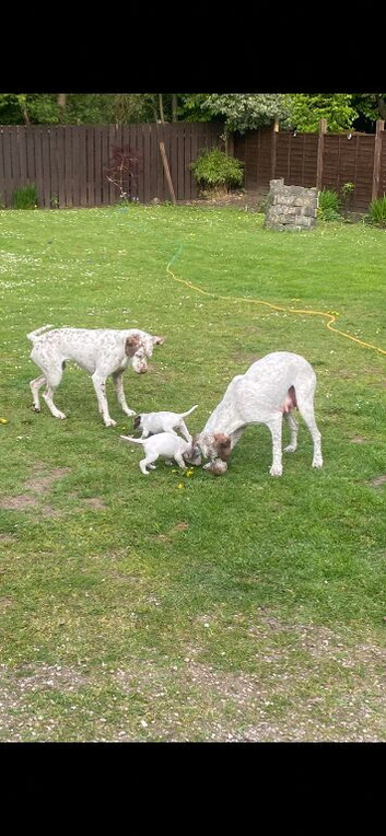 Braque du borbonnais puppies