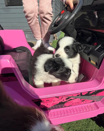 Border collie Puppies