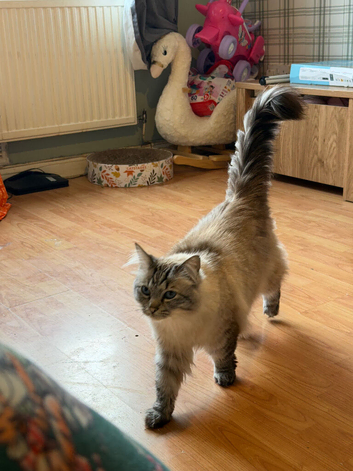 NEEDS REHOMING ASAP Male ragdoll