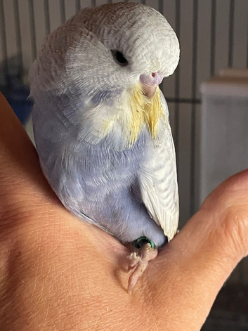 Tame baby budgies straight from the parents