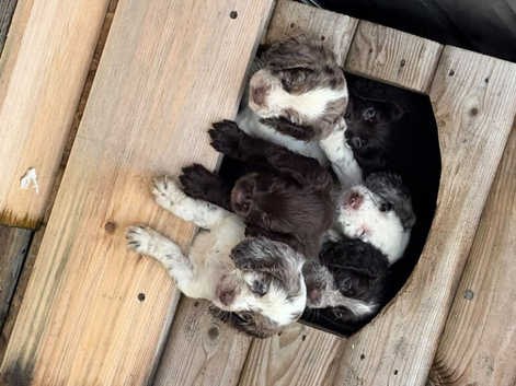 Cocker spaniels