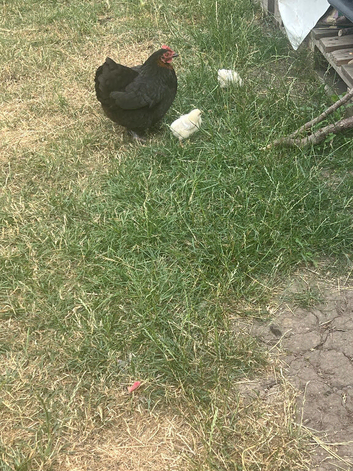 Chicken and chicks