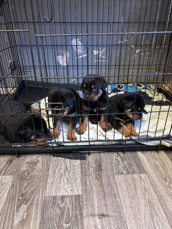 2 Rottweiler pups