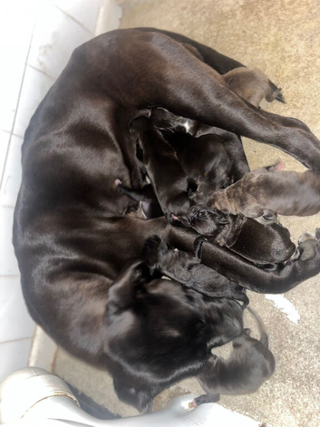 Staffy x corso pup