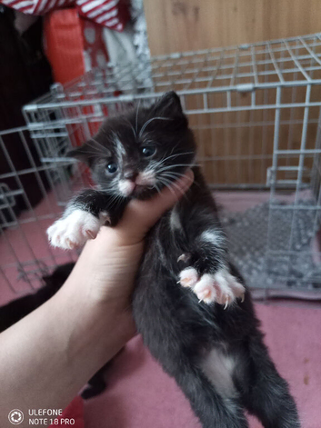 Kittens up for sale
