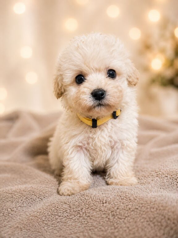 Maltipoo puppies Parents health tested