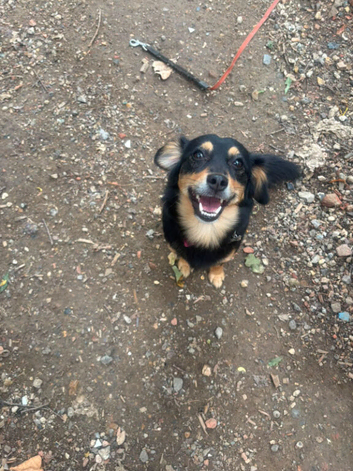 Indy is looking for a home