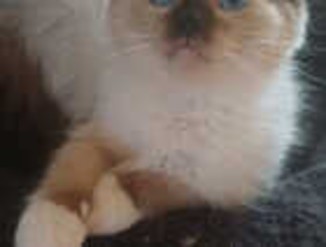 Just 3 Left Beautiful Ragdolls