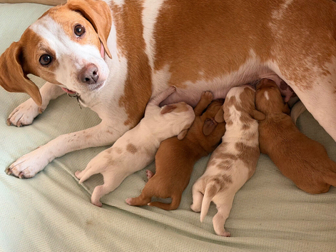 Bocker puppies for sale