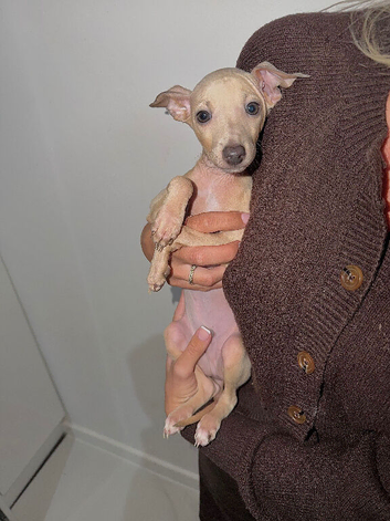 *2 Boys Ready To Leave Now * KC Italian Greyhound Puppies