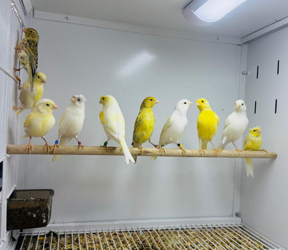 Canaries