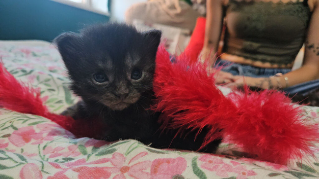Maine coone X kittens for sale