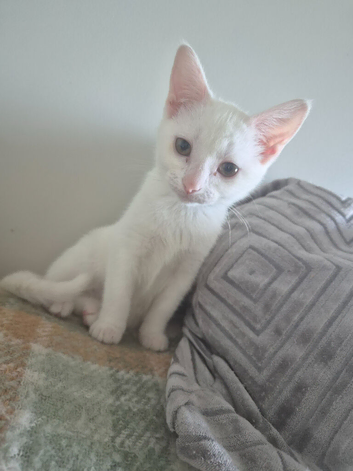 Pure white female kitten