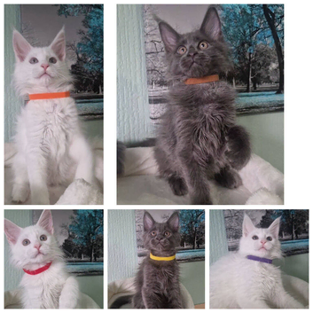 TICA REGISTERED MAINECOON KITTENS