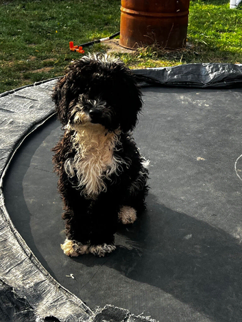 Male cockapoo pup