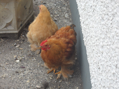 Conhin Brahma