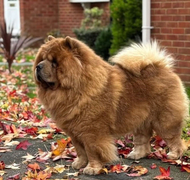 Kennel club registered chow chow stud!!