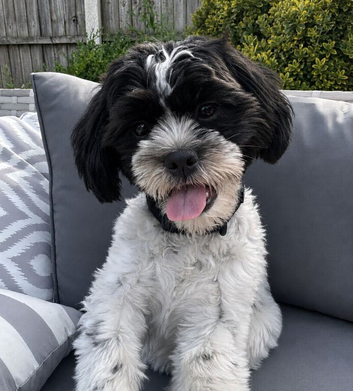 Gorgeous Female Shihpoo