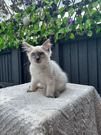 Bluepoint ragdoll kittens