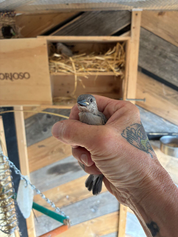 Java finch babies