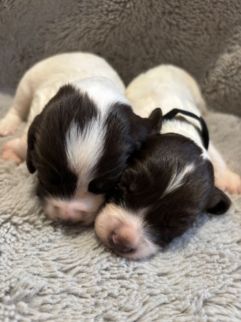 Beautiful Springer Spaniel puppies