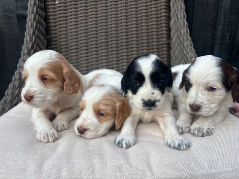 Working cocker spaniel puppies