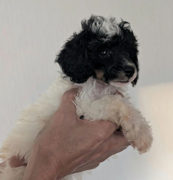 Gorgeous Toy Poodle Pups