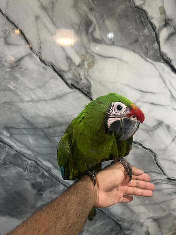 Baby HandReared Super Tame Cuddly Military Macaw Parrot