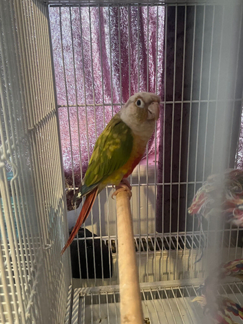Baby conures