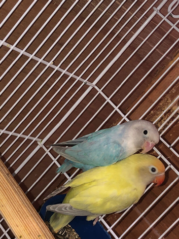 Proven pair lovebirds with 3 young