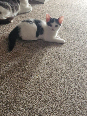 3 beautiful kittens