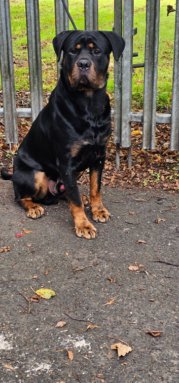 German Rottweiler Available