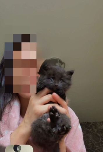 Beautiful fluffy kittens
