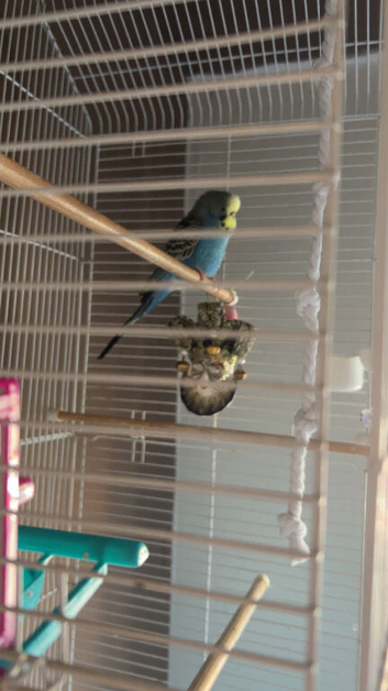 6 month old boy and cage