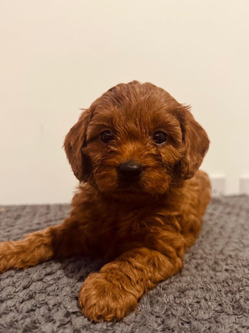 Charming Cavapoo&rsquo;s from our girl.