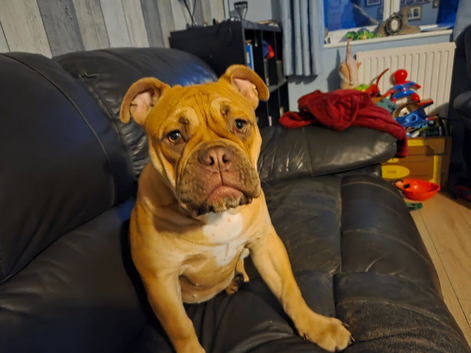 English bulldog x exotic bulldog